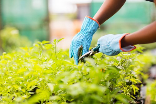 A close-up view of a gardener's hands wearing blue gardening gloves, carefully pruning or trimming a lush green shrub or hedge in a well-maintained outdoor garden setting. The background shows a blurred greenhouse or garden structure with natural light filtering through, highlighting the vibrant green foliage and the detailed textures of the leaves. The scene suggests active garden maintenance or hedge care, typical of professional gardening services in Brent Cross, focusing on healthy plant growth and neat landscaping. The image emphasizes the importance of precise pruning to promote healthy shrubs, with the gardener's careful handling indicating skill and attention to detail relevant to garden maintenance in the local area.